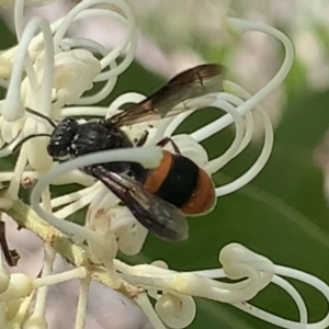 Hyleoides concinna at Mount Annan, NSW - 2 Mar 2023 01:53 PM
