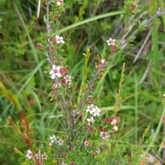 Baeckea utilis (Mountain Baeckea) at Namadgi National Park - 27 Feb 2023 by BethanyDunne