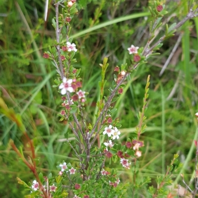 Baeckea utilis (Mountain Baeckea) at Cotter River, ACT - 27 Feb 2023 by BethanyDunne