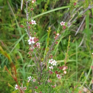 Baeckea utilis at Cotter River, ACT - 28 Feb 2023