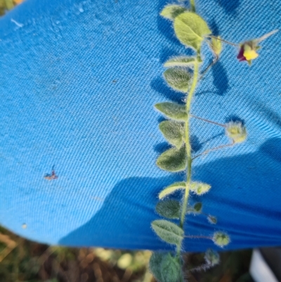 Kickxia elatine subsp. crinita (Twining Toadflax) at Umbagong District Park - 23 Feb 2023 by Jiggy