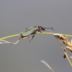 Chauliognathus lugubris (Plague Soldier Beetle) at Gordon, ACT - 2 Mar 2023 by RodDeb