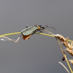 Chauliognathus lugubris at Gordon, ACT - 2 Mar 2023