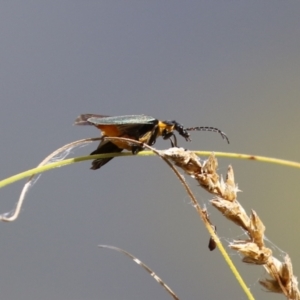 Chauliognathus lugubris at Gordon, ACT - 2 Mar 2023 12:30 PM