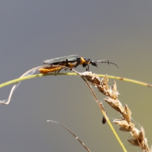 Chauliognathus lugubris at Gordon, ACT - 2 Mar 2023