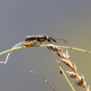 Chauliognathus lugubris at Gordon, ACT - 2 Mar 2023