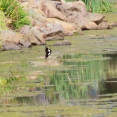 Papilio aegeus at Gordon, ACT - 2 Mar 2023