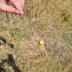 Backobourkia brounii at Jerrabomberra, ACT - 1 Mar 2023