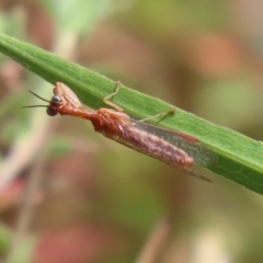 Campion sp. (genus) (Mantis Fly) at Gordon Pond - 2 Mar 2023 by RodDeb