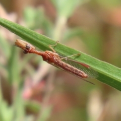 Campion sp. (genus) at Gordon, ACT - 2 Mar 2023