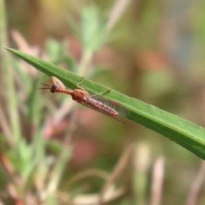 Campion sp. (genus) at Gordon, ACT - 2 Mar 2023