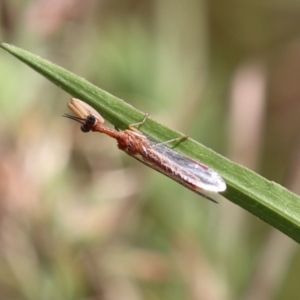 Campion sp. (genus) at Gordon, ACT - 2 Mar 2023