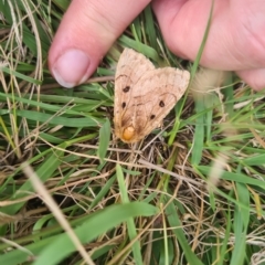 Anthela ocellata (Eyespot Anthelid moth) at Jerrabomberra, ACT - 28 Feb 2023 by Kym