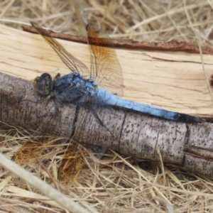 Orthetrum caledonicum at Gordon, ACT - 2 Mar 2023