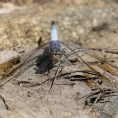 Orthetrum caledonicum at Gordon, ACT - 2 Mar 2023 11:54 AM