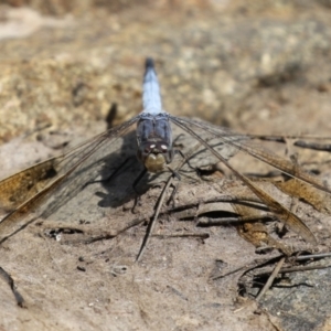 Orthetrum caledonicum at Gordon, ACT - 2 Mar 2023 11:54 AM