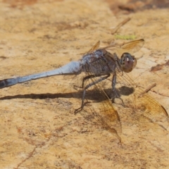 Orthetrum caledonicum at Gordon, ACT - 2 Mar 2023