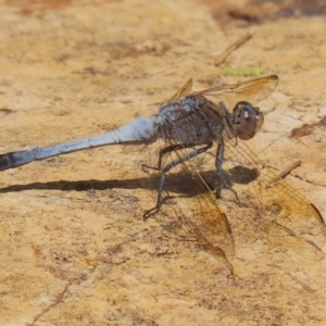 Orthetrum caledonicum at Gordon, ACT - 2 Mar 2023 11:54 AM