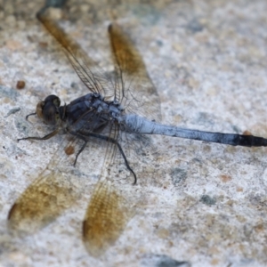 Orthetrum caledonicum at Gordon, ACT - 2 Mar 2023 11:54 AM