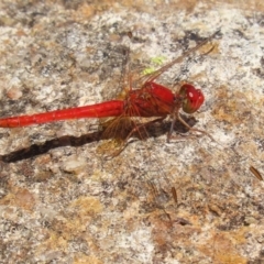 Diplacodes haematodes (Scarlet Percher) at Gordon Pond - 2 Mar 2023 by RodDeb