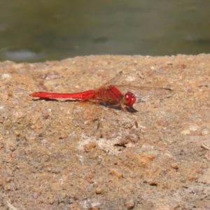 Diplacodes haematodes at Gordon, ACT - 2 Mar 2023 12:35 PM