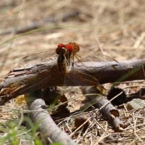 Diplacodes haematodes at Gordon, ACT - 2 Mar 2023