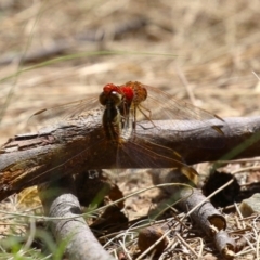 Diplacodes haematodes at Gordon, ACT - 2 Mar 2023 12:35 PM