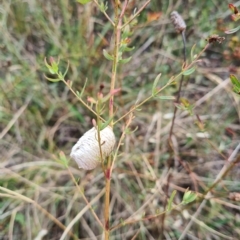 Mantidae (family) (Egg case of praying mantis) at Jerrabomberra, ACT - 22 Feb 2023 by Kym