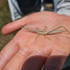 Acrida conica (Giant green slantface) at Lawson, ACT - 20 Feb 2023 by Kym