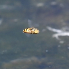 Eristalinus punctulatus at Gordon, ACT - 2 Mar 2023