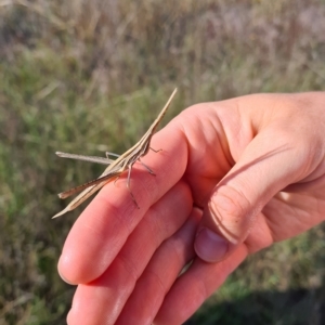 Acrida conica at Jerrabomberra, ACT - 16 Feb 2023