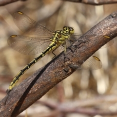 Austrogomphus guerini (Yellow-striped Hunter) at Gordon, ACT - 2 Mar 2023 by RodDeb