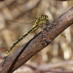 Austrogomphus guerini at Gordon, ACT - 2 Mar 2023