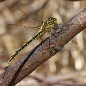 Austrogomphus guerini at Gordon, ACT - 2 Mar 2023 11:43 AM