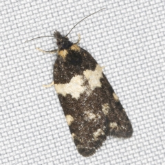 Dichelia cosmopis (A Tortricid moth) at O'Connor, ACT - 28 Feb 2023 by ibaird