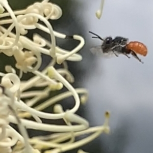 Megachile (Rhodomegachile) deanii at Mount Annan, NSW - 2 Mar 2023 01:47 PM