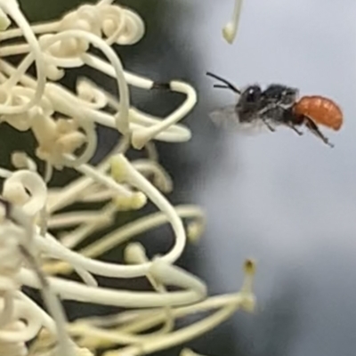 Megachile (Rhodomegachile) deanii at Mount Annan, NSW - 2 Mar 2023 by JudeWright