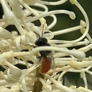 Megachile (Rhodomegachile) deanii at Mount Annan, NSW - 2 Mar 2023