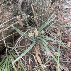 Plantago gaudichaudii (Narrow Plantain) at Sweeney's TSR - 28 Feb 2023 by JaneR