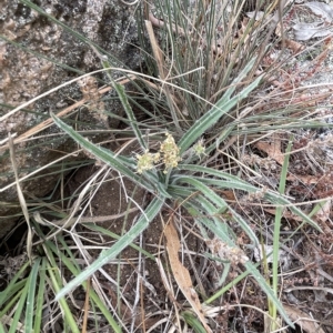 Plantago gaudichaudii at Lake George, NSW - 1 Mar 2023 10:17 AM