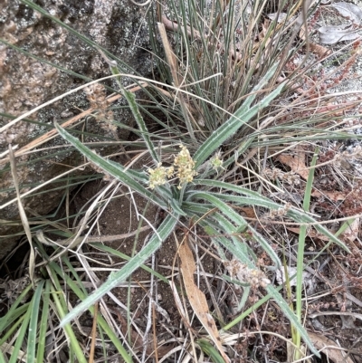 Plantago gaudichaudii (Narrow Plantain) at Lake George, NSW - 28 Feb 2023 by JaneR