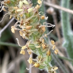 Plantago gaudichaudii at Lake George, NSW - 1 Mar 2023