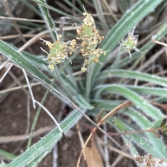 Plantago gaudichaudii at Lake George, NSW - 1 Mar 2023