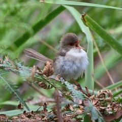 Malurus cyaneus (Superb Fairywren) at Thirlmere, NSW - 31 Jan 2023 by Freebird