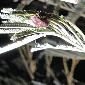 Melolonthinae sp. (subfamily) at Campbell, ACT - 2 Mar 2023