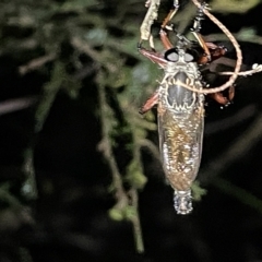 Asilinae sp. (subfamily) (TBC) at Campbell, ACT - 2 Mar 2023 by Hejor1