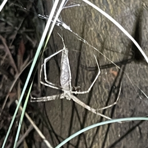 Deinopidae (family) at Campbell, ACT - 2 Mar 2023