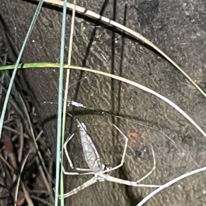 Deinopidae (family) at Campbell, ACT - 2 Mar 2023