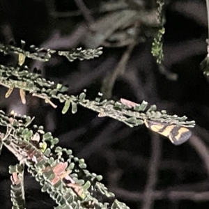 Olbonoma triptycha at Campbell, ACT - 2 Mar 2023