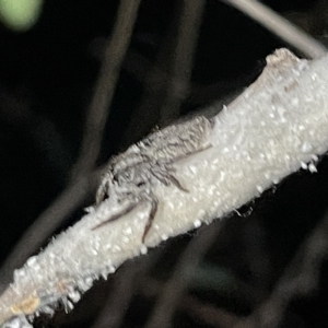 Cytaea severa at Campbell, ACT - 2 Mar 2023 09:04 PM